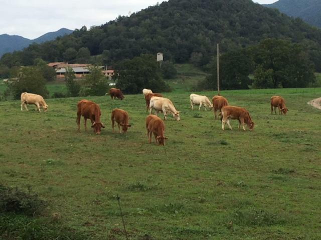 Casa Can Boix La Vall de Bianya Eksteriør billede